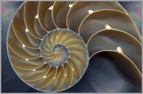 Fibonacci fans or those curious about Fibonacci….
