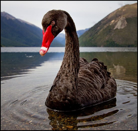 What’s It Mean When Everyone Expects A Black Swan Event?