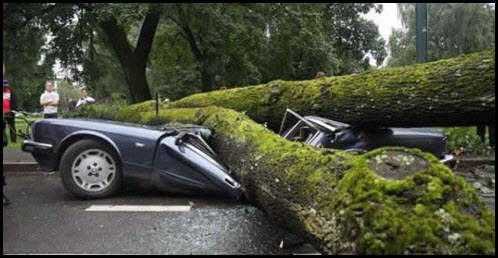 car crushed by tree