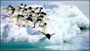penguins jumping into water