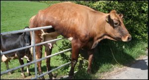 cow-on-fence-pic