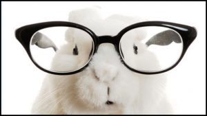 rabbit-with-glasses-on-pic